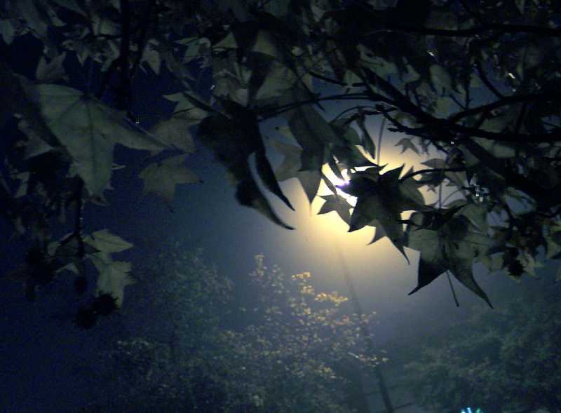 Night Leaves?