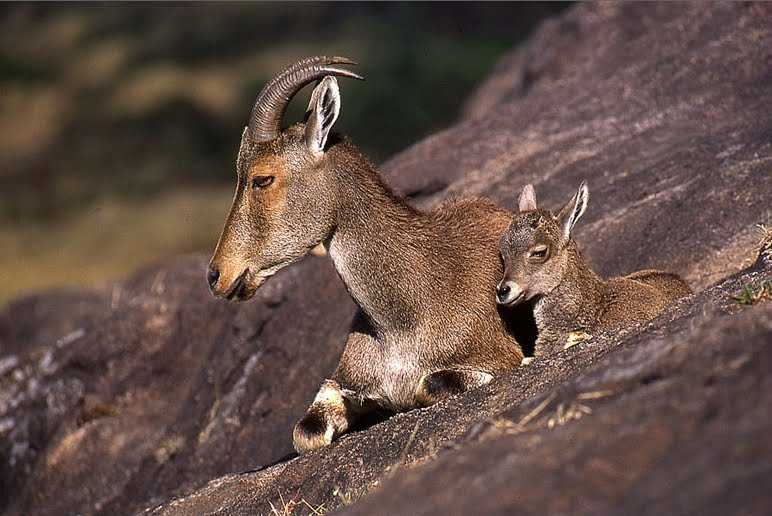 Nilgiri Tahr