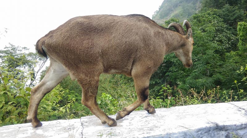 Nilgiri Tahr