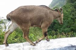 nilgiri tahr