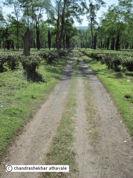 North Of Northeast Part XIII