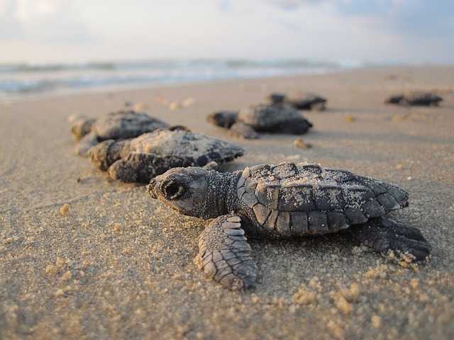 O Is For Oliver Ridley Turtles #BlogchatterA2Z - Sirimiri