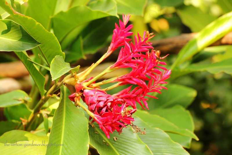 October Garden Musings 