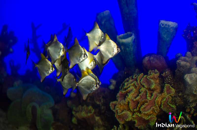 Odisha State Maritime Museum Cuttack