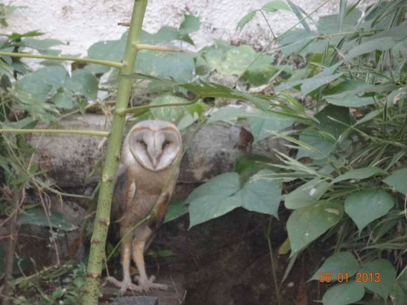 Of Birds And Birdbrains