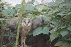 Of Birds and Birdbrains