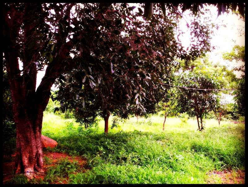 Of Divine Sights And Smells