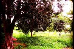 Of Divine Sights and Smells