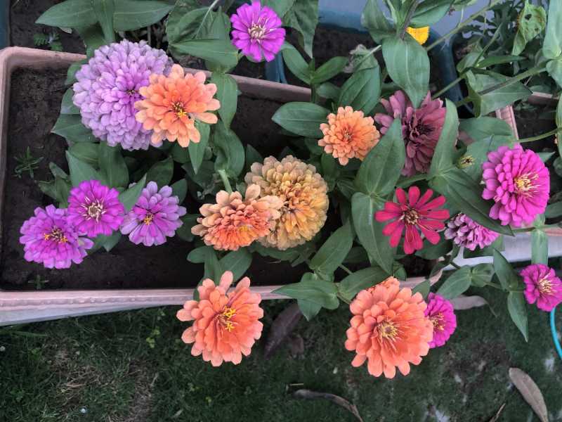 Of Morning Walks: #MondayMusings #MicroMondays