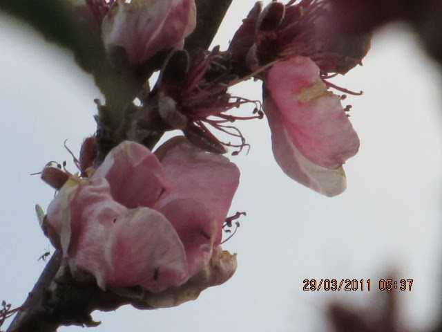 Of Peaches And Plums!