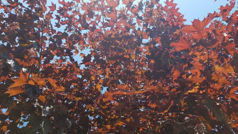 Of Reminiscent Romance And Love Redefined! - Sharanya