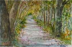 Of Woodland Walkways and Pretty Shoes 