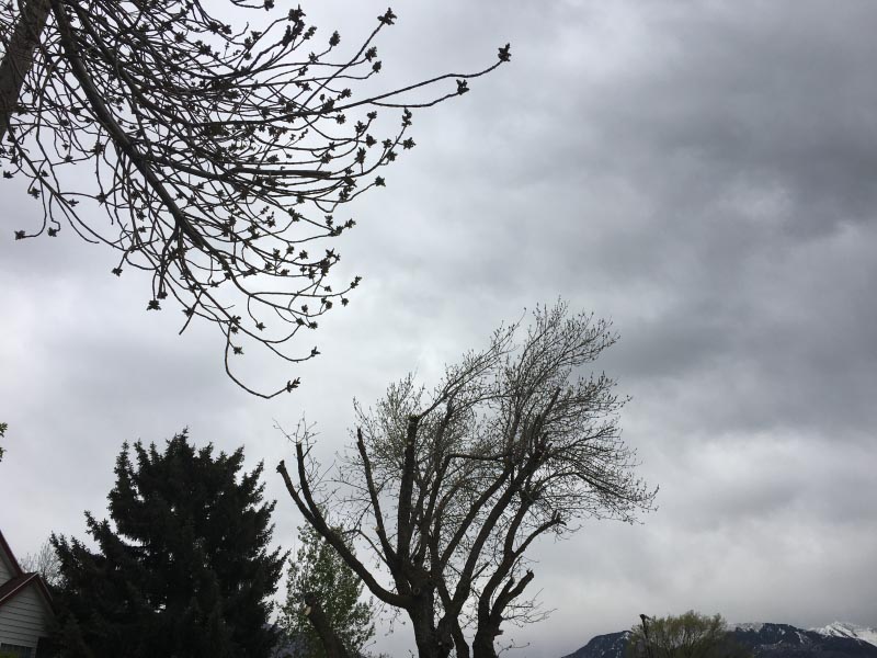 Of Silhouettes And Broken Branches…