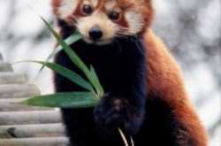 Official state symbols of India - plants and animals