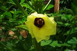 Okra flower