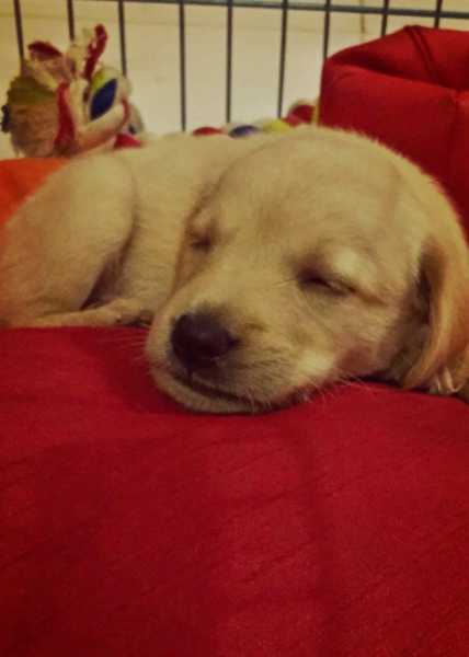 On Being Free And Pet-friendly