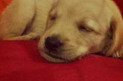 On Being Free and Pet-friendly