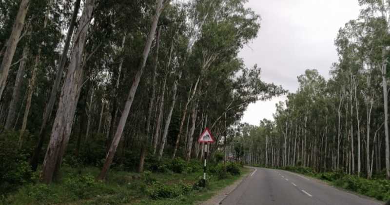 On Nainital And Mukteshwar: A Lake, Deodars And Maple Leaves - Part 1 Of 2