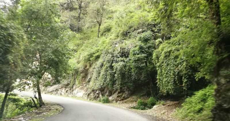 On Nainital And Mukteshwar: A Lake, Deodars And Maple Leaves - Part 2 Of 2