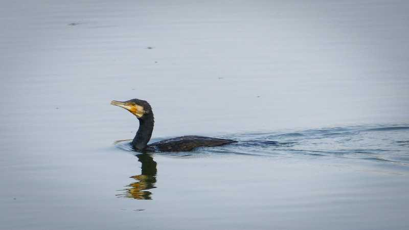 On World Wetlands Day, Funerary Fanfare At Kaikondrahalli & Kasavanahalli
