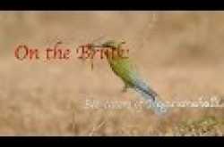 On the Brink: Bee-eaters of Naguvanahalli