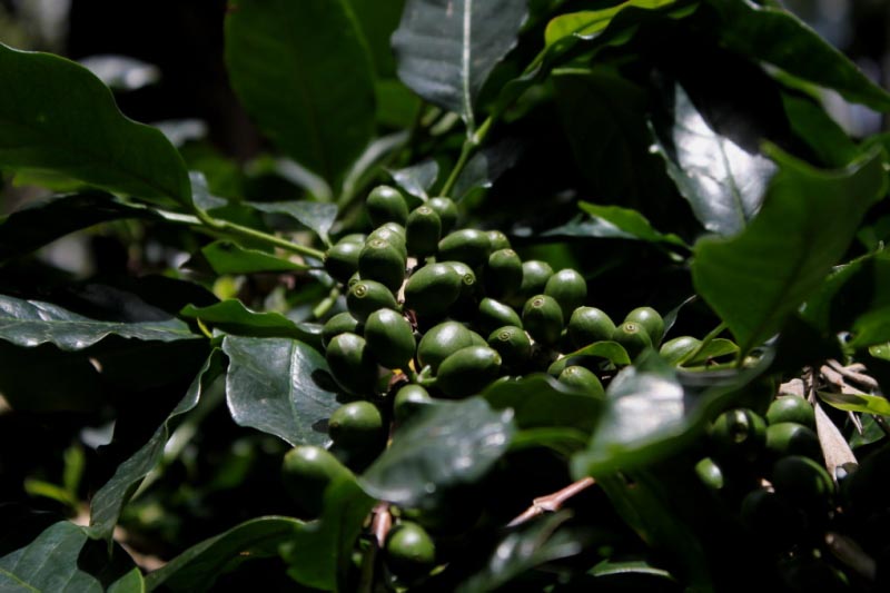 Once There Was A Coffee Bean - Homestay In Chikmagalur