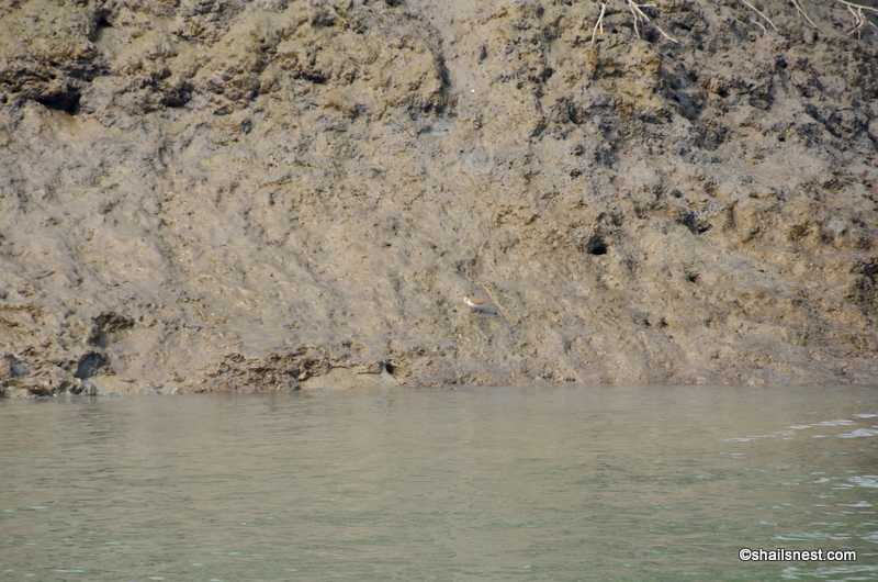 One Word Sunday: Earth