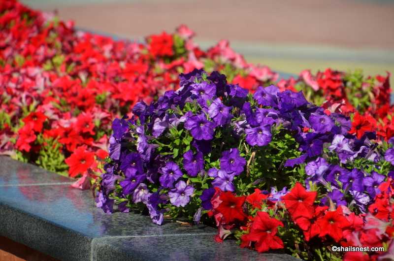 One Word Sunday: Purple