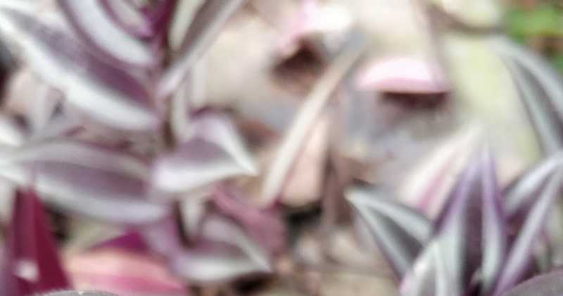 Oneplus 5t Camera Review With Pics, Pros And Cons