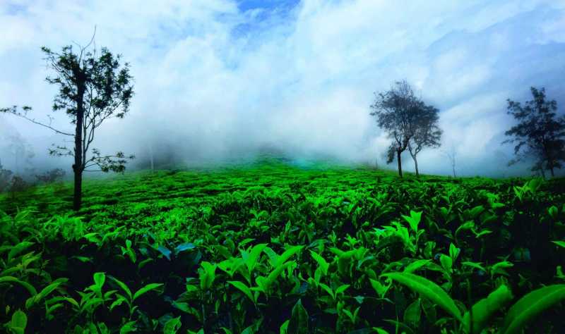 Ooty - A Charming Destination To Beat The Heat