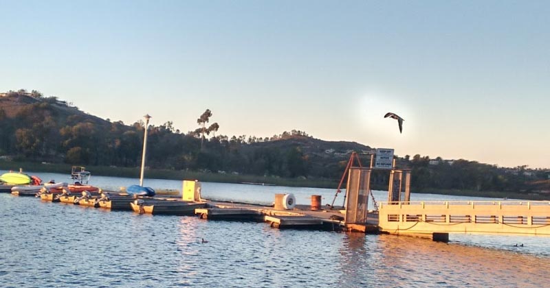 Open Letter- 7 (Bird Family)