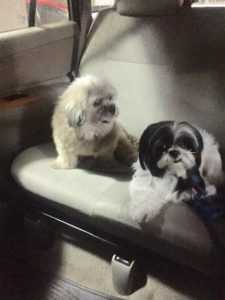 Open Letter To PETA From A Dog