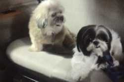 Open letter to PETA from a dog