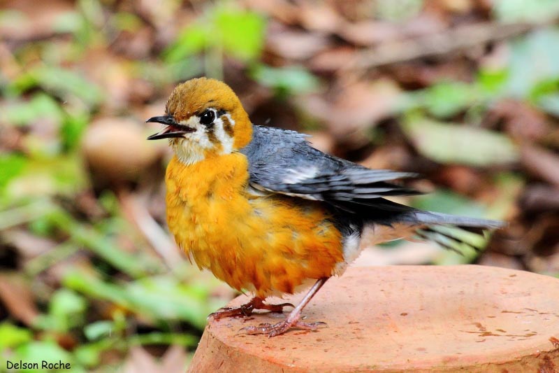 Orange-Headed Thrush