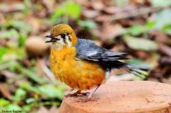 Orange-Headed Thrush