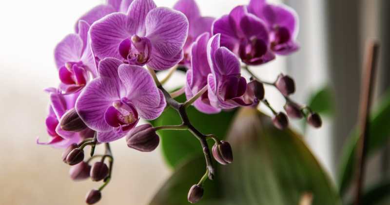 Orchids Flower Delivery: Orchids For Every Occasion