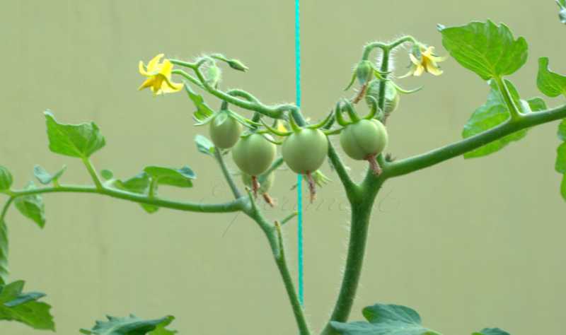 Organic Terrace Garden