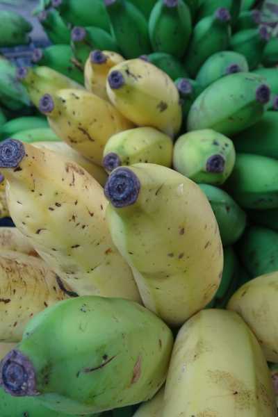 Organic Farming Initiatives By The Palliakkal Service Cooperative Bank 