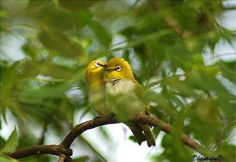 Oriental White Eye