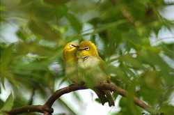 Oriental White Eye