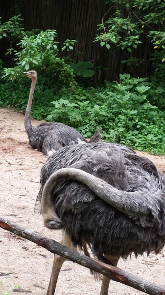 Ostriches@Jurong