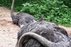 Ostriches@Jurong