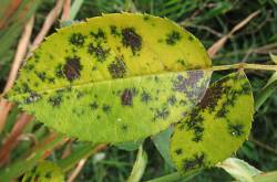 Our List of Rose Diseases Photos