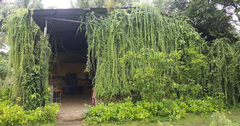 Ovalekar Wadi Butterfly Garden - Picnic Spot For Kids In Mumbai