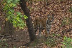 PAW LAND ~ WELCOME TO TIGER COUNTRY, BANDHAVGARH - Pebblewalks