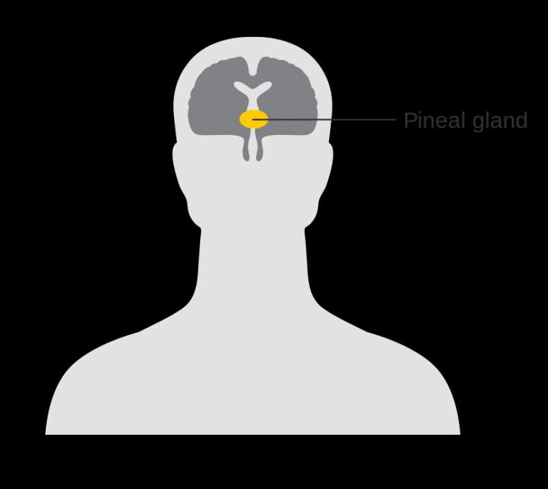 PINEAL GLAND FUNCTION, LOCATION, CALCIFICATION, DECALCIFICATION