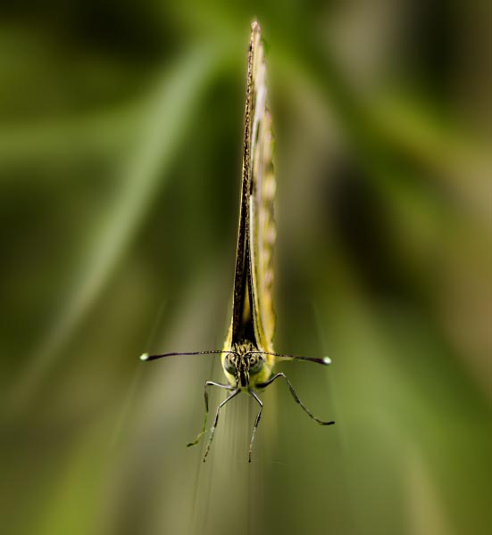 Page Not Found – Gibberish