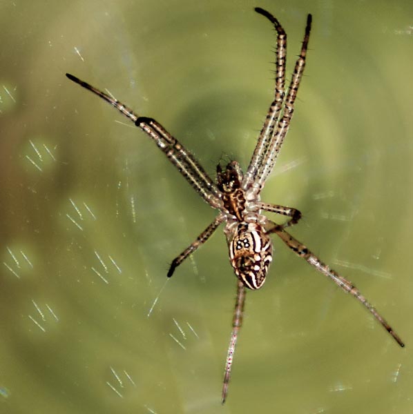 Page Not Found – Gibberish