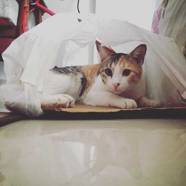 Page Not Found - Blawghh IT