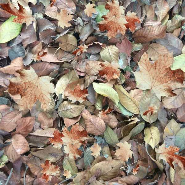 Pain: Haiku, Senryu - The Style Symphony